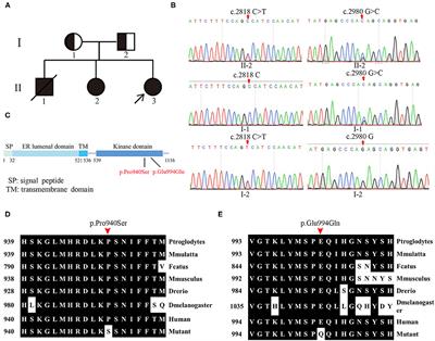 Identification of Two Novel Compound Heterozygous EIF2AK3 Mutations Underlying Wolcott–Rallison Syndrome in a Chinese Family
